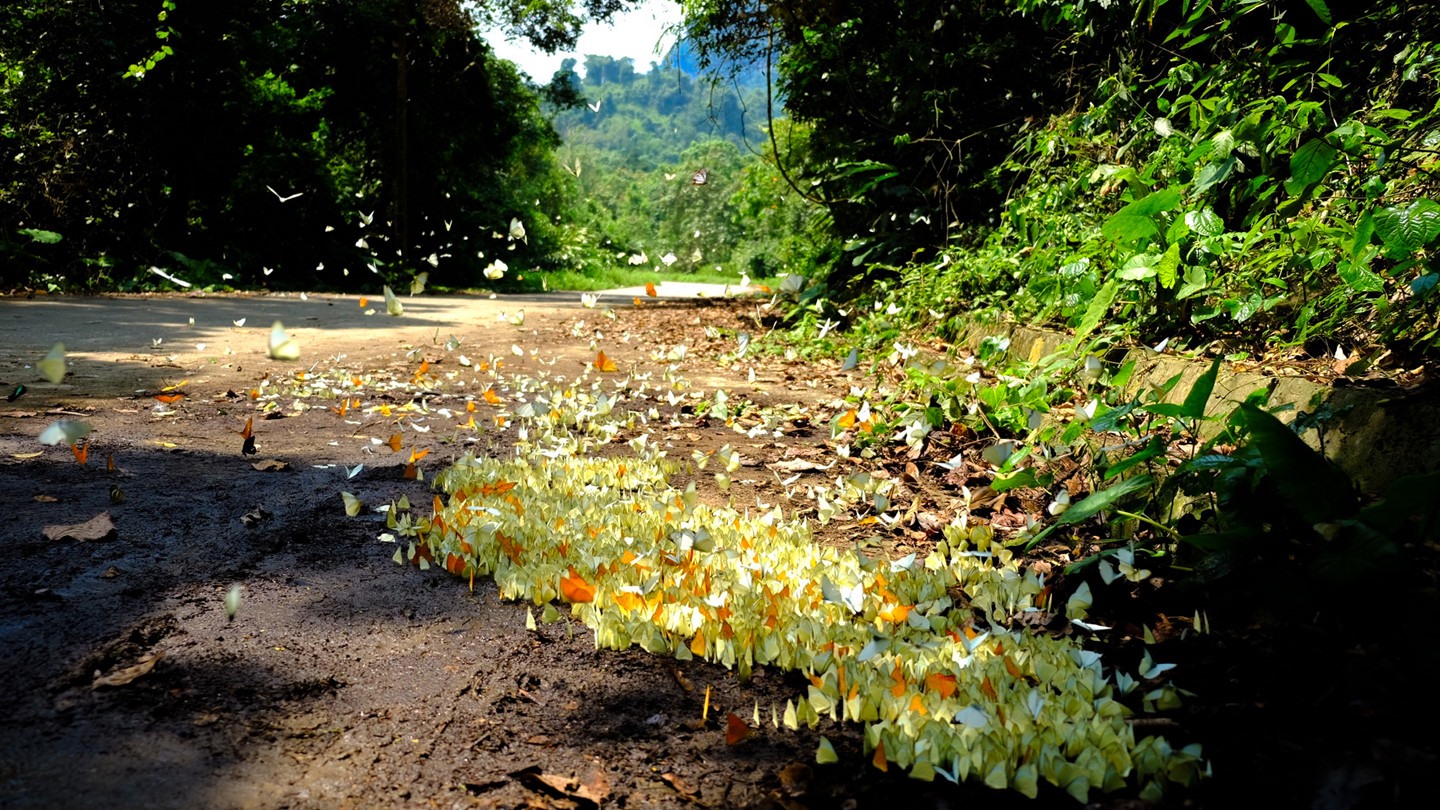 Mùa bướm ở vườn quốc gia Cúc Phương, Ninh Bình. Ảnh: Trung tâm TTXTDL Ninh Bình