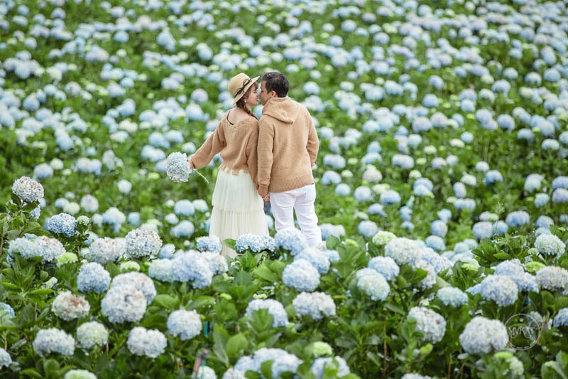 Vườn hoa cẩm tú cầu ở Đà Lạt. Ảnh: Du lịch Đà Lạt