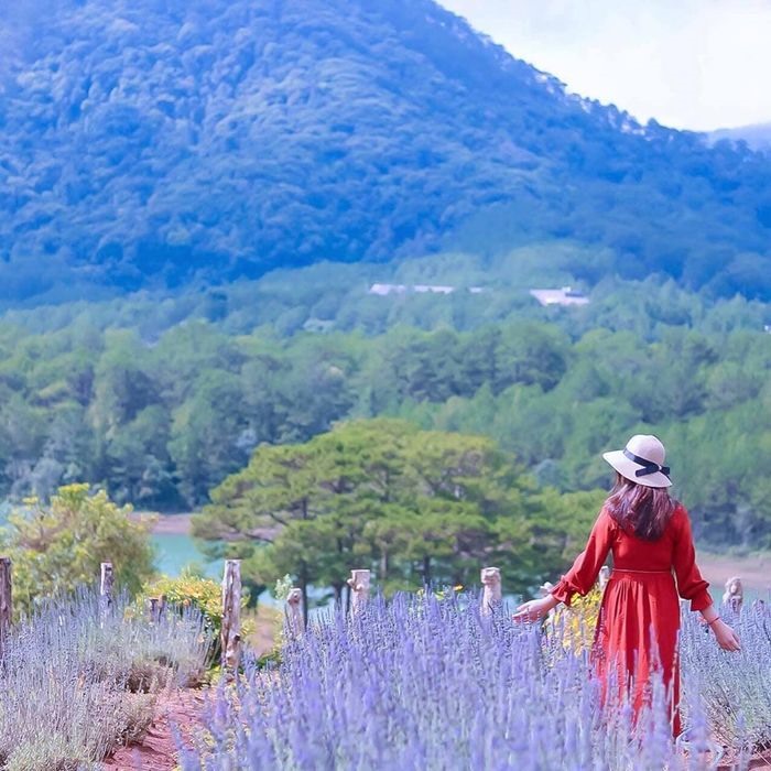 Vườn hoa lavender hồ Tuyền Lâm. Ảnh: Viet Fun Travel
