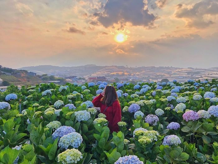 7 vườn hoa đẹp ngây ngất nhất định phải check-in ở Đà Lạt