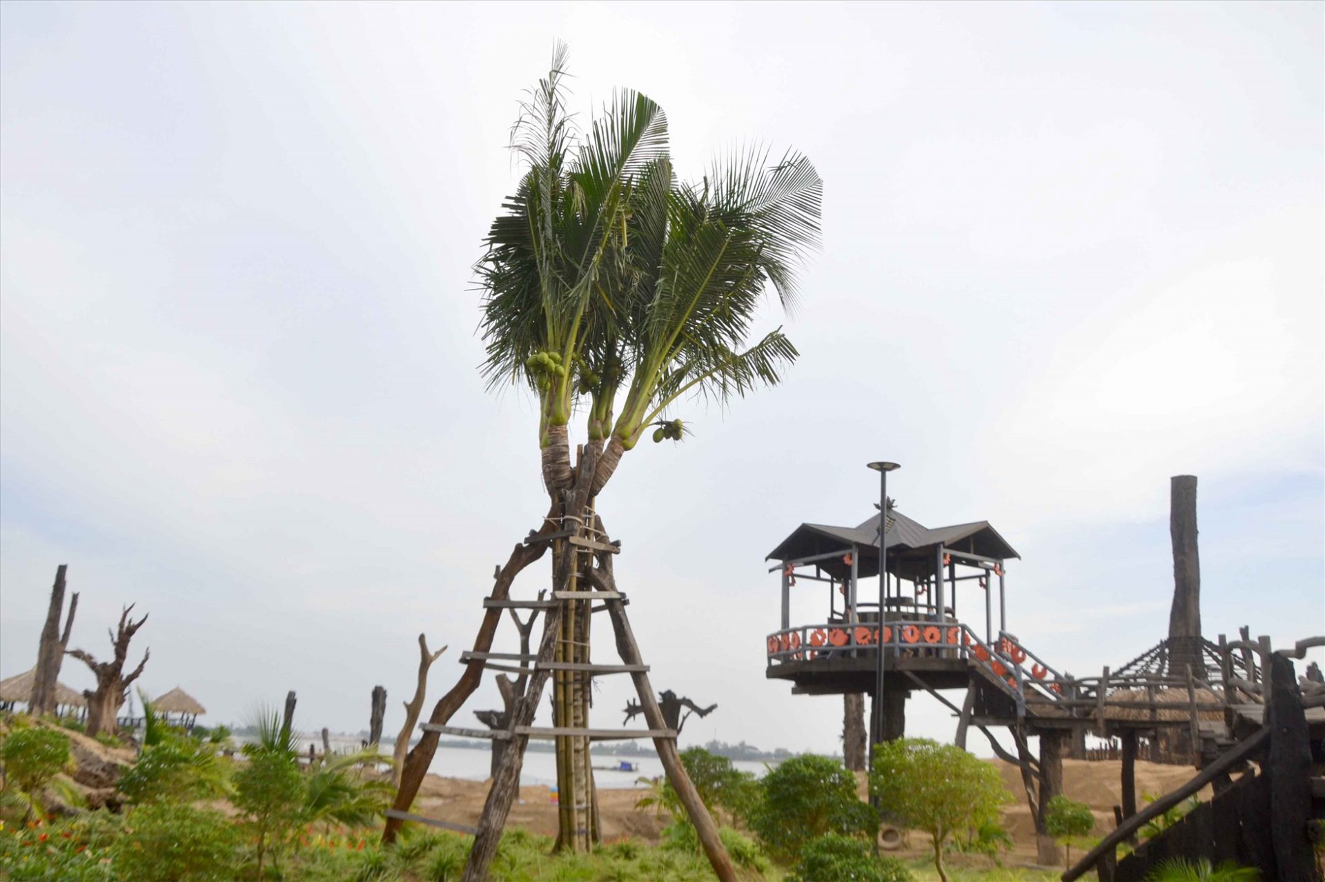Cây dừa 1 thân 4 ngọn tại Khu du lịch sinh thái Cồn Én. Ảnh: Lâm Điền