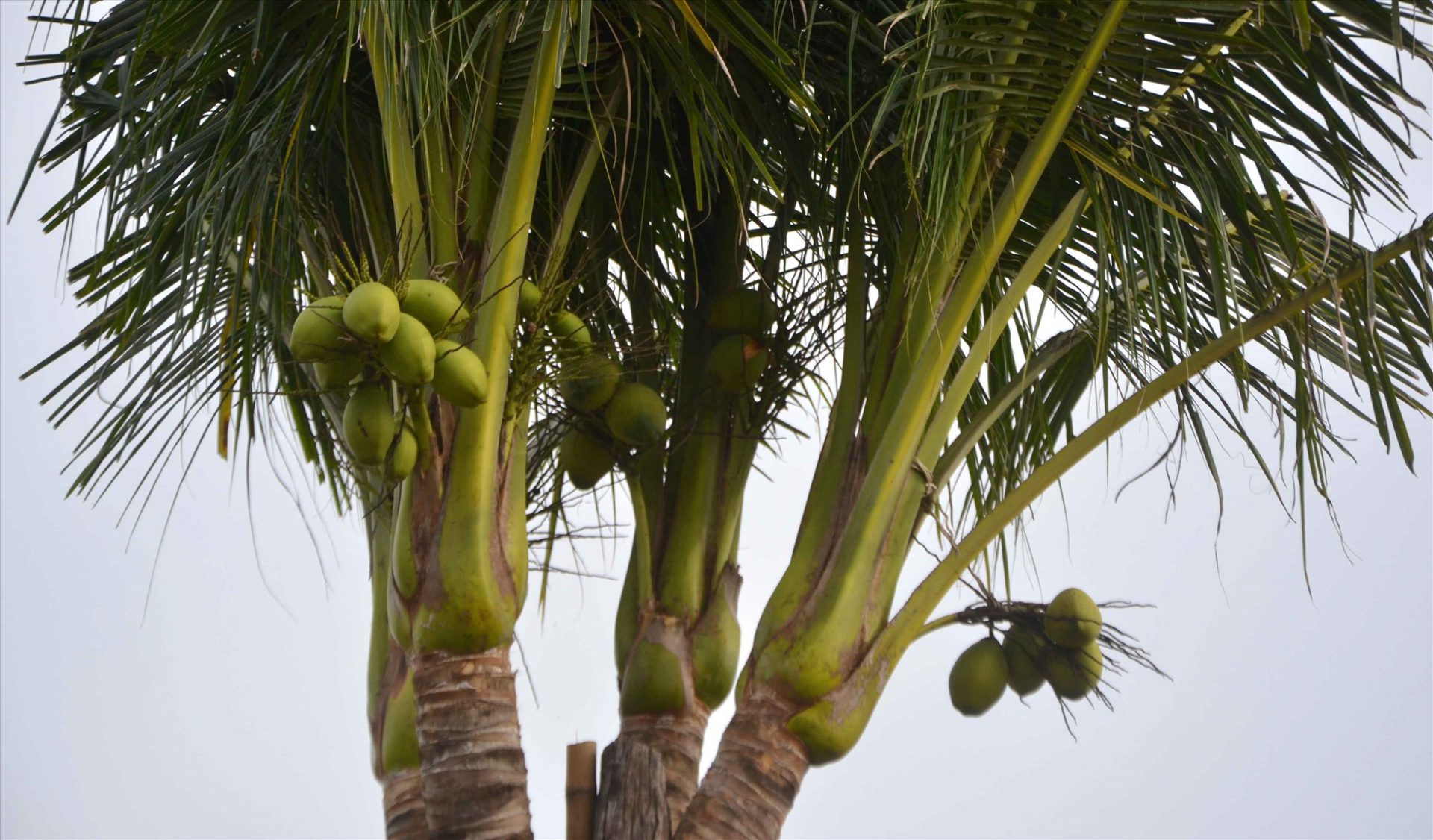 Tuy mới bén rễ, nhưng cây dừa 1 thân 4 đọt đã cho trái sum suê. Ảnh: Lâm Điền