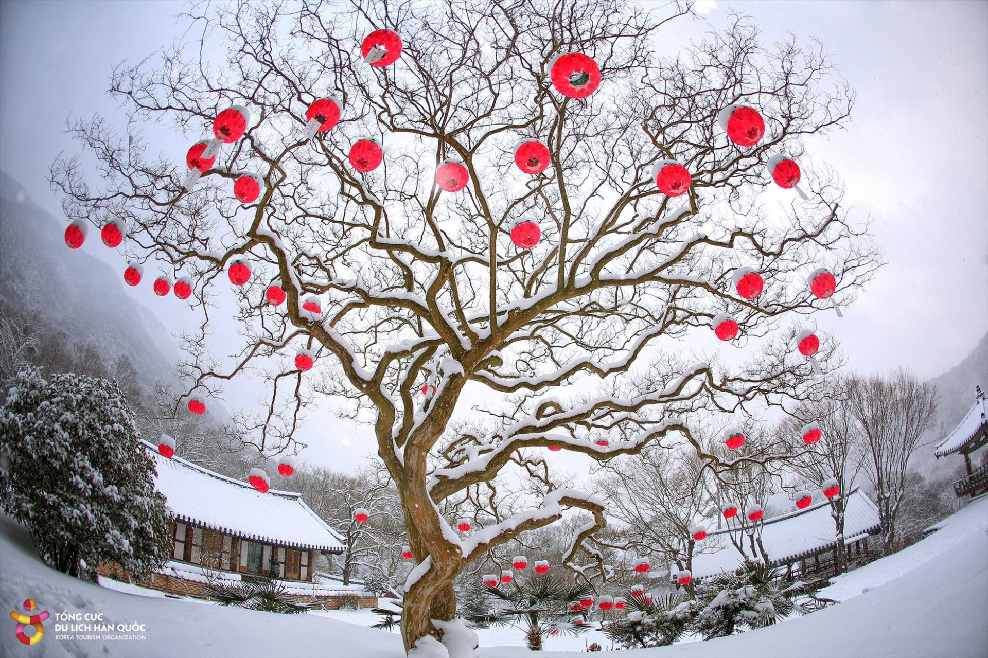 Một số hình ảnh khác về mùa tuyết rơi ở Hàn Quốc.
