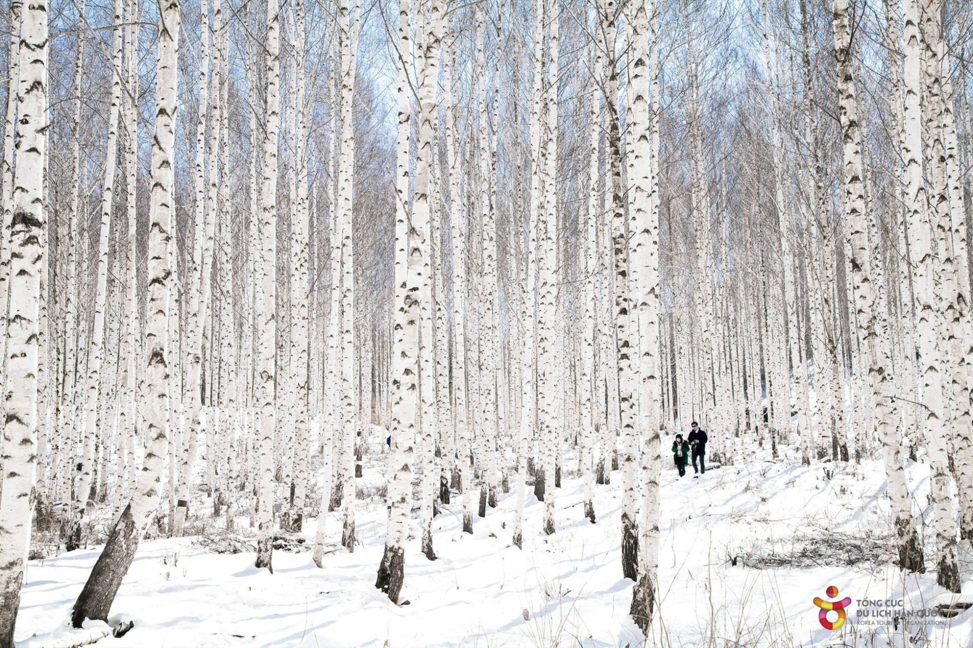 Đối với người Hàn Quốc, được ngắm tuyết rơi đầu mùa là một trong những khoảnh khắc ý nghĩa nhất trong năm. Ở nhiều nơi tại Hàn Quốc, tuyết đã bắt đầu rơi từng đợt đầu tiên vào cuối tháng 11.