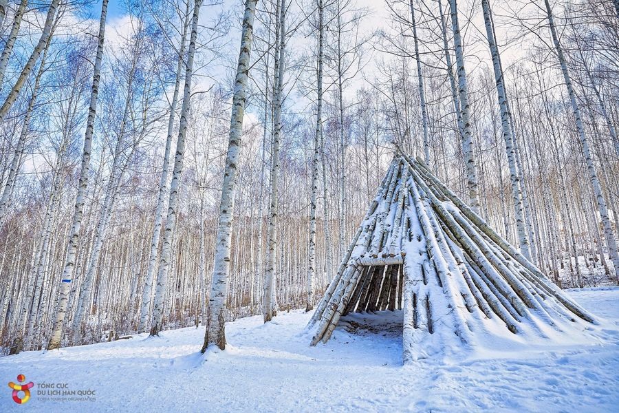 Hoặc, du khách có thể ghé thăm rừng Bạch dương Wondae-ri, chiêm ngưỡng những căn nhà gỗ nhỏ xinh mọc giữa cánh rừng trụi lá, tuyết phủ trắng tinh.