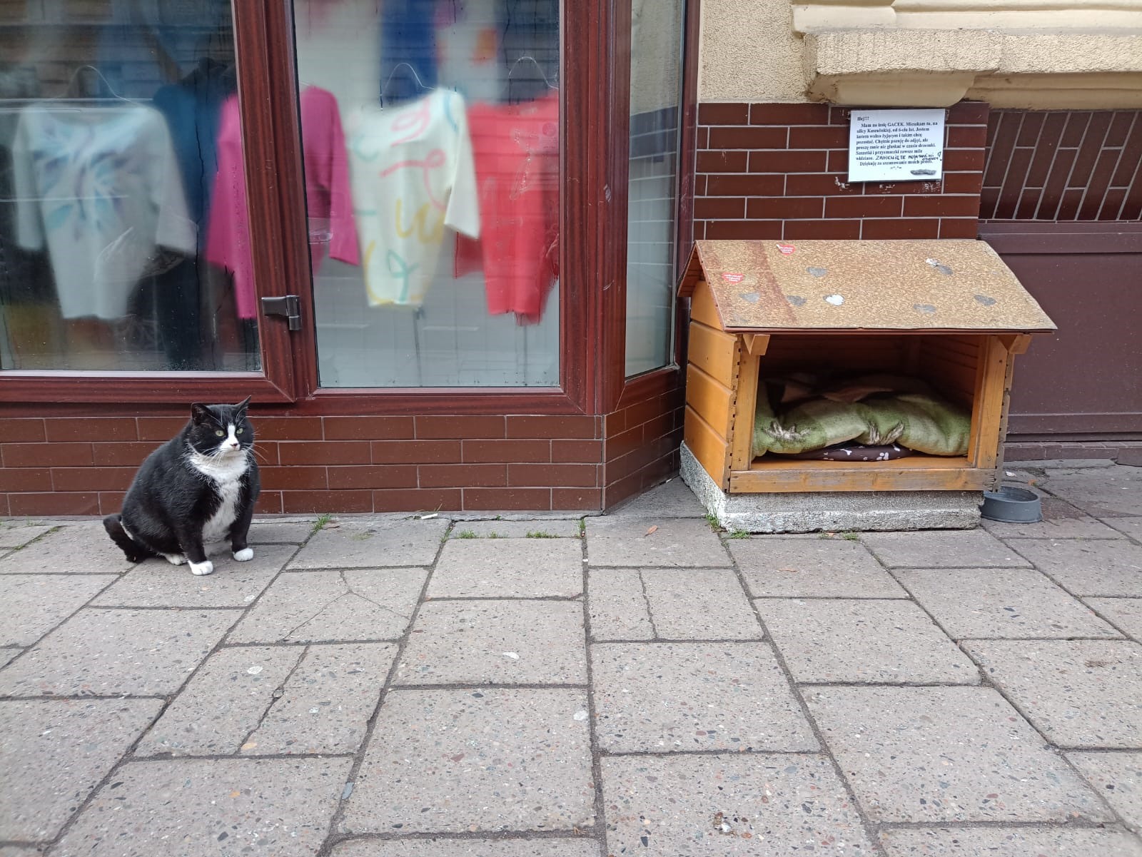 Mèo Gacek sống trên đường phố. Ảnh: Reddit