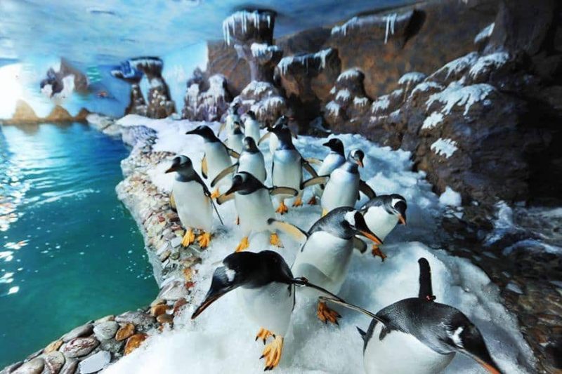 Gặp gỡ và “giao lưu” với hơn 200 chú chim cánh cụt đáng yêu thuộc 6 loài đến từ khắp các nơi trên thế giới: King, Rock Hooper, Gentoo, Adelie, Humboldt, African.