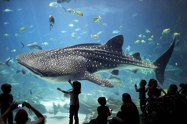 Thế giới cá khổng lồ tại cung điện Hải Vương Phú Quốc 