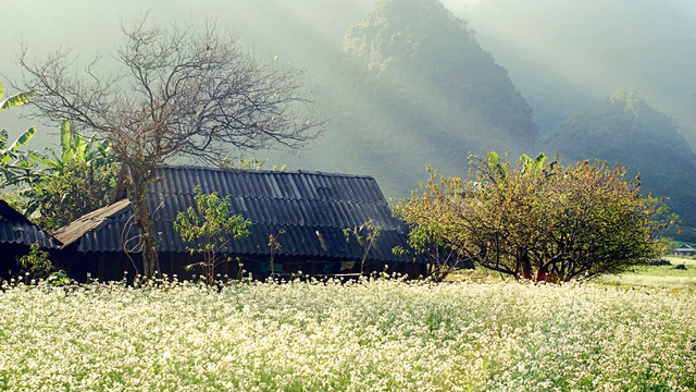 Cuối năm là mùa hoa cải nở trắng xóa cả một vùng Mộc Châu, Sơn La - Ảnh 7.