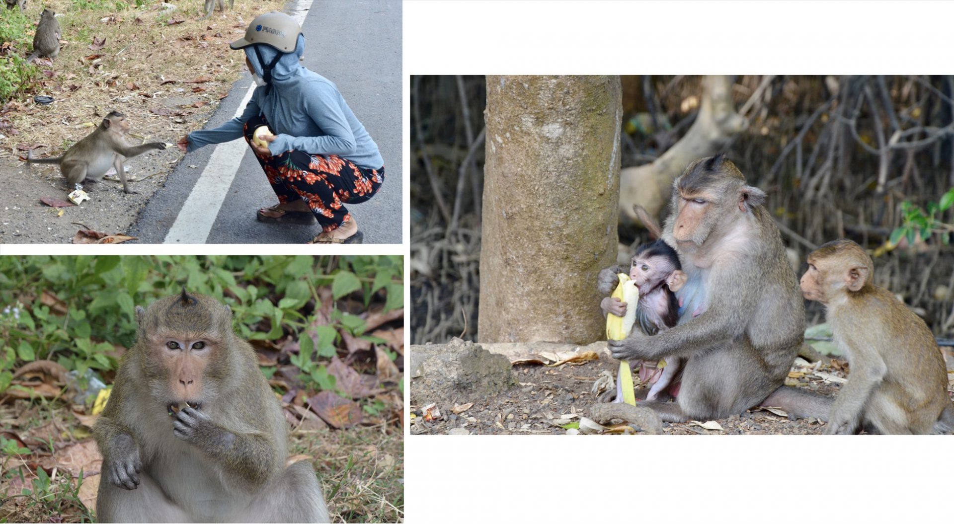 Những chú khỉ rất thân thiện, bạn có thể cho chúng ăn. Ảnh: Tuệ Nhi.