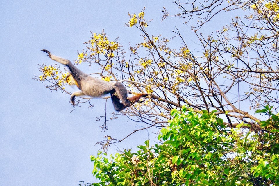 Ngoài khỉ, du khách có thể ngắm nhìn vọoc Chà vá chân nâu trên bán đảo Sơn Trà. Ảnh: Hữu Long