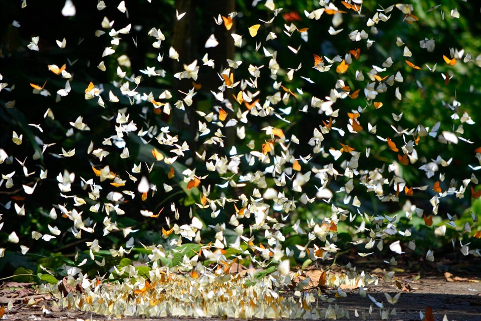 Mùa bướm ở Cúc Phương kéo dài từ tháng 4 đến tháng 5. Ảnh: Vườn quốc gia Cúc Phương