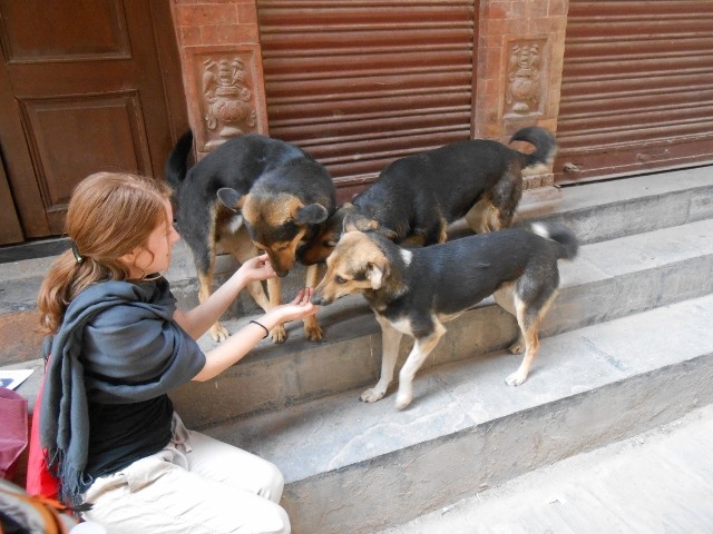 Những chú chó thân thiện ở Kathmandu. Ảnh: Our Hen House