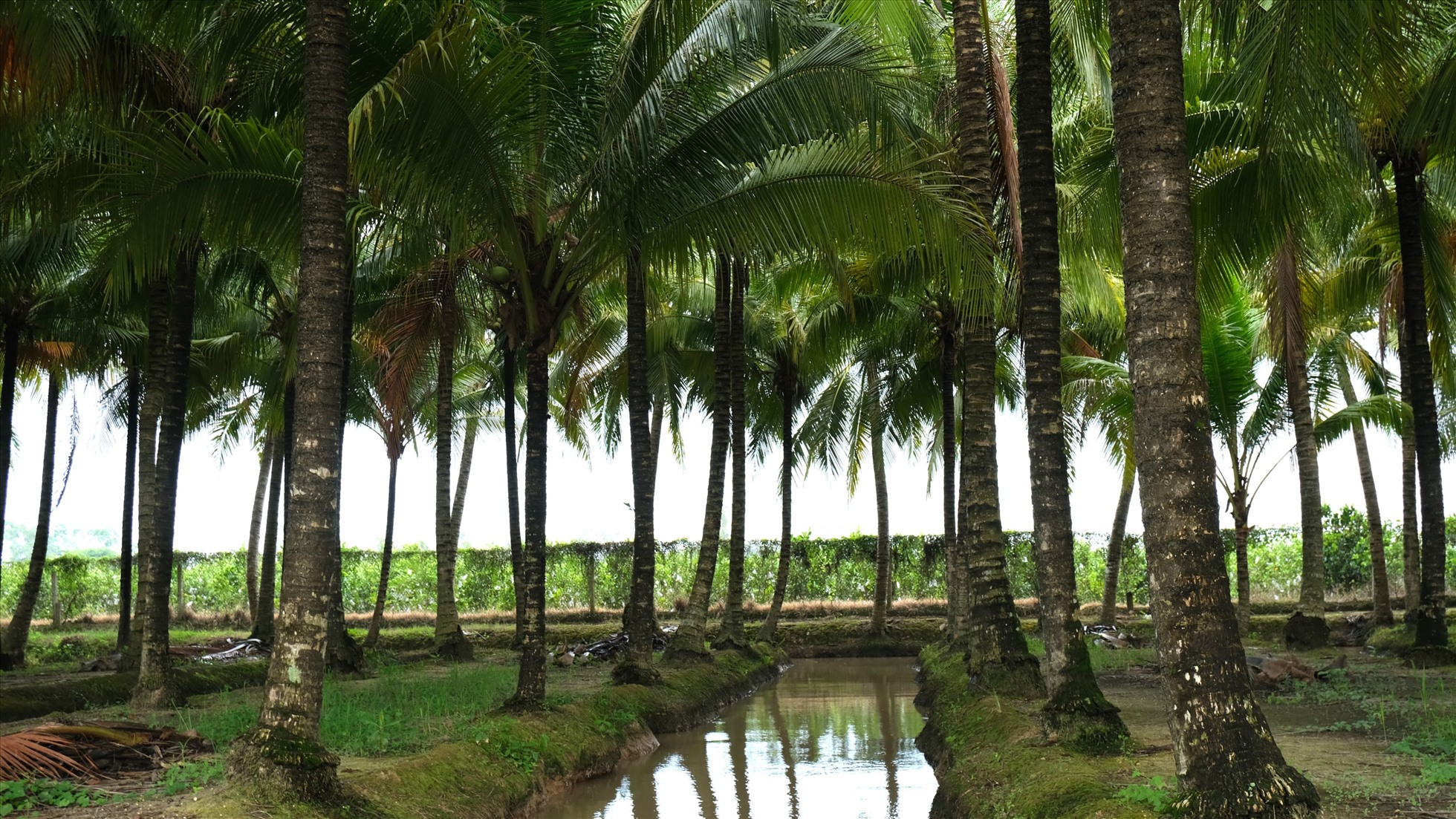 Không gian xanh mát tại vườn dừa Tân Lộc. Ảnh: Phong Linh