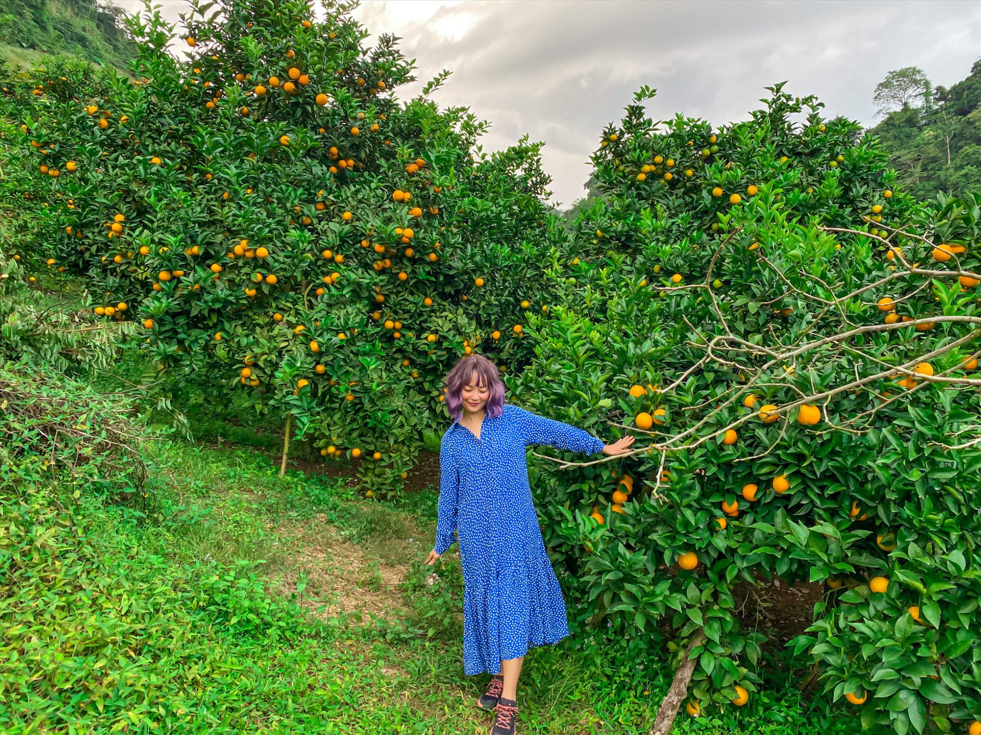 Vườn cam Thanh Bình ở tiểu khu Bản Ôn là địa chỉ gợi ý cho du khách vừa hái cam, hái hồng lại thoải mái chụp ảnh. Vé vào cửa 30.000 đồng một lượt.