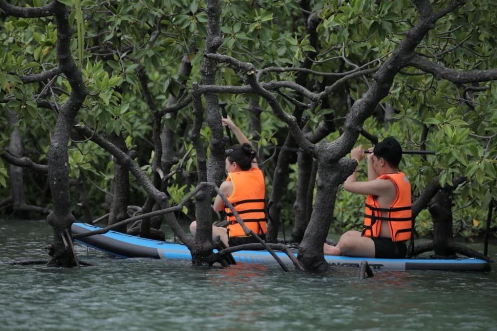 Du khách khám phá rừng ngập mặn tại Côn Đảo. Ảnh: VQG Côn Đảo