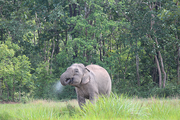 Thay vì cưỡi voi, du khách sẽ được ngắm nhìn chúng sinh sống trong môi trường tự nhiên. Ảnh: Vườn quốc gia Yok Đôn