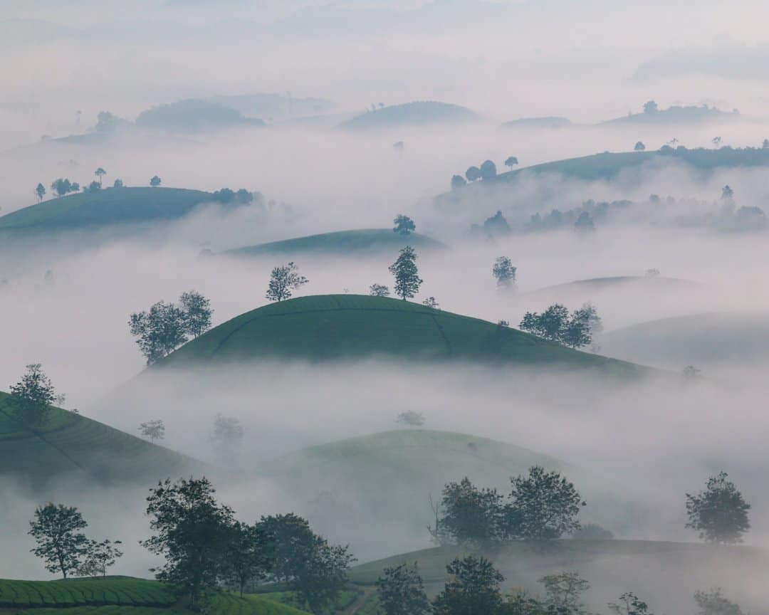 Bức ảnh một buổi sáng mờ sương trên đồi chè Long Cốc, tỉnh Phú Thọ, Việt Nam được đăng tại National Geographic Your Shot ngày 19.01.2022.