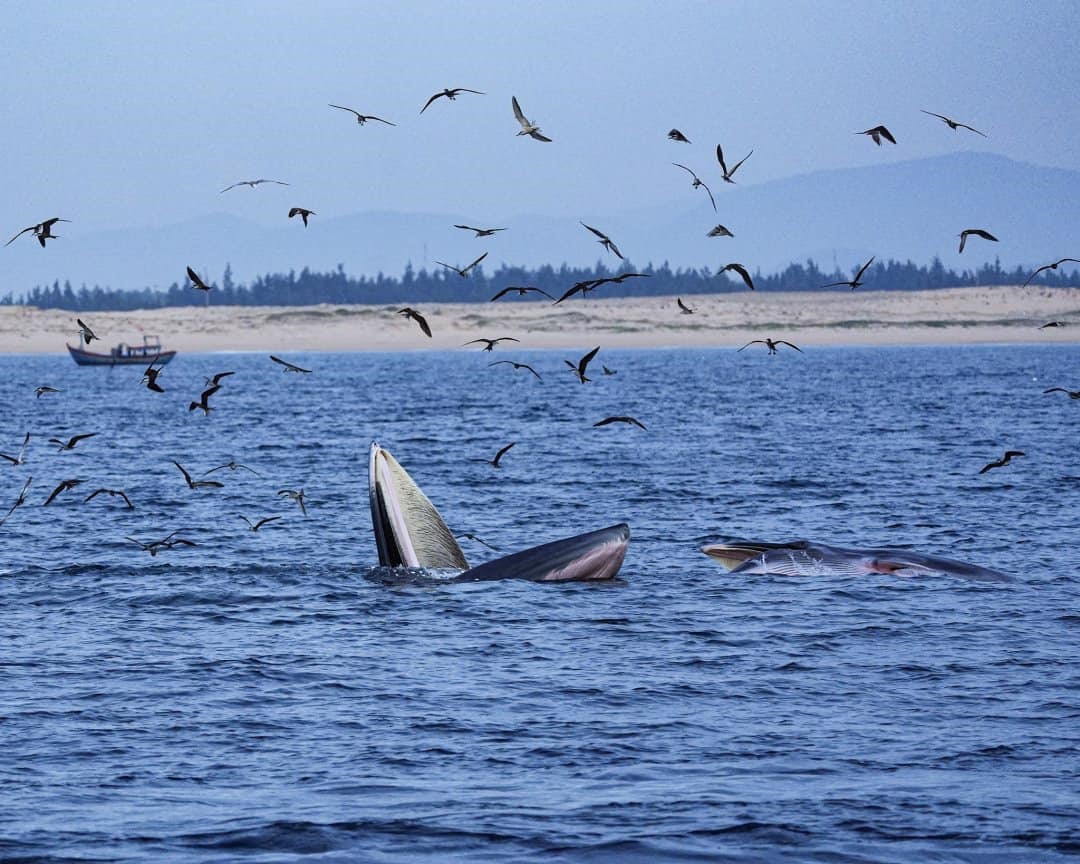 Hai mẹ con cá voi Bryde săn mồi trên bờ biển Đề Gi, tỉnh Bình Định, miền Trung Việt Nam. Cá voi Bryde được tìm thấy ở vùng biển nhiệt đới và cận nhiệt đới, nằm trong danh sách đỏ IUCN về các loài bị đe dọa cần được bảo vệ.