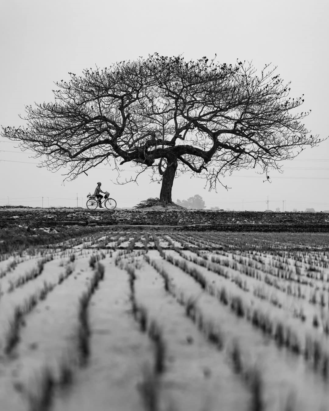 Một người nông dân đi xe đạp cạnh cây bàng cô đơn trên cánh đồng ở ngoại ô Hà Nội.
