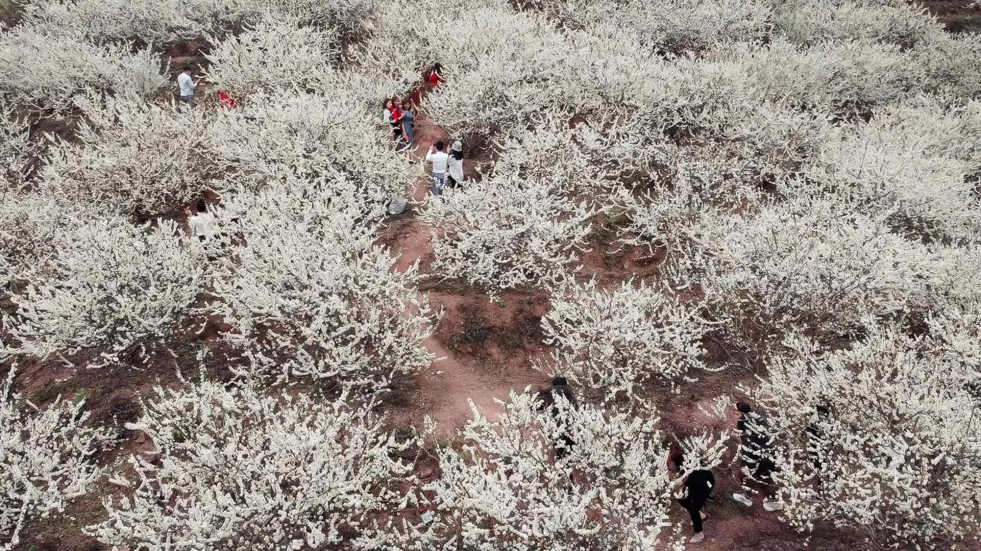 Đây là cơ ngơi của gia đình bác Hoàng Văn Thi, một người dân địa phương. Vườn mận được trồng đều tăm tắp, với những cành hoa nở trắng xóa cả một vùng trời, như những làn mây trắng lượn lờ trôi, vô cùng đẹp mắt.